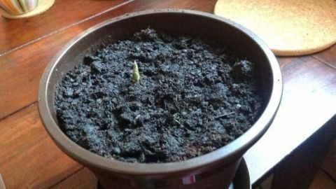 Ein Ingwerpflänzchen sprießt in einem braunen Topf auf einem Holztisch, umgeben von hellen Untersetzern und anderen Töpfen.