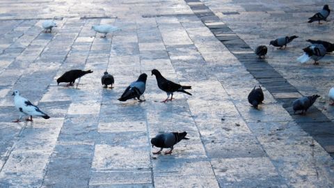 Stadttauben picken auf einem gepflasterten Platz nach Futter, umgeben von anderen Vögeln und einer urbanen Umgebung.