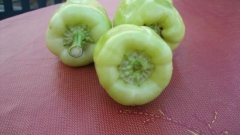 Paprikaschoten aus dem Blumentopf mit reichlicher Ernte