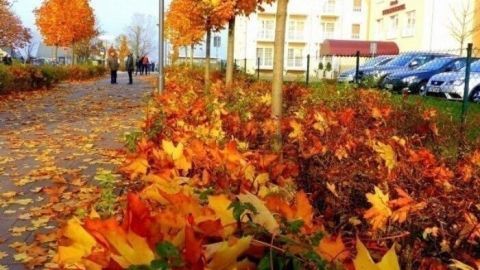 Bunte Herbstblätter liegen auf einem Gehweg, während Spaziergänger und Autos im Hintergrund eine herbstliche Szene bilden.