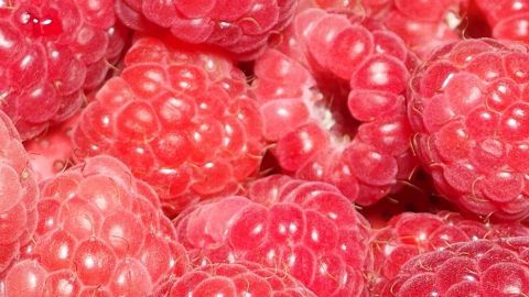 Frische Himbeeren liegen dicht beieinander und warten darauf, eingefroren zu werden, um keine Soße zu bilden.