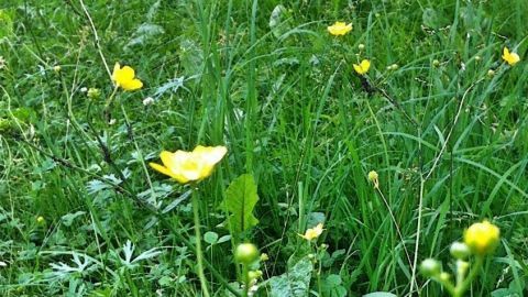 Gelbe Butterblumen wachsen in einem grünen Rasen und blühen leuchtend inmitten des dichten Grases und weiteren Pflanzen.