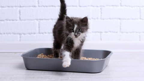 Eine schwarze und weiße Katze steht in einer Katzentoilette und scheint sich umzuorientieren. Durchfall?