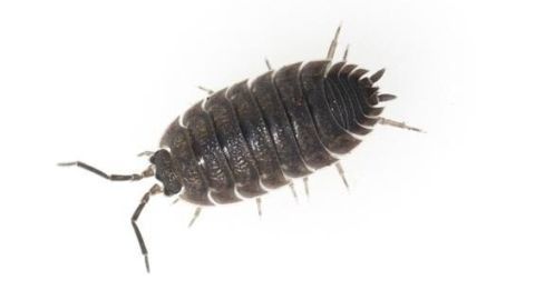 Eine Kellerassel krabbelt über eine helle Oberfläche, umgeben von ihrer natürlichen Umgebung.