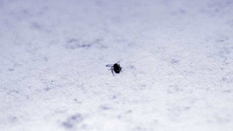 Ameisen aus der Wohnung vertreiben: Mit Köderdosen