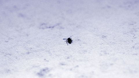 Ein einzelner schwarze Ameise krabbelt über einen hellen, strukturierten Untergrund, möglicherweise in einem Wohnraum.