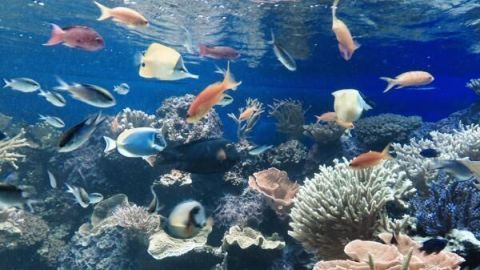 Fische schwimmen lebhaft über buntem Korallenriff in einem großen Aquarium, umgeben von klarem Wasser und vielfältiger Flora.