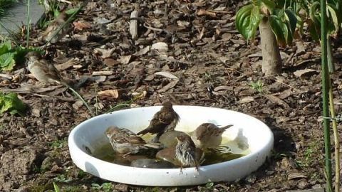 Ein weißes Waschbecken dient als Vogelbad, während mehrere Vögel darin trinken und planschen, umgeben von Erde und Pflanzen.