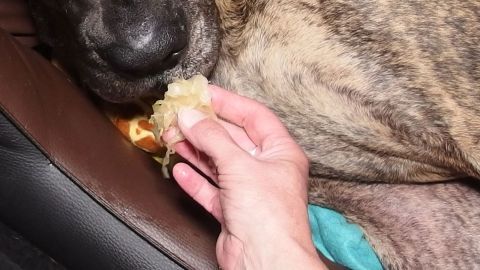 Ein Hund frisst Sauerkraut aus der Hand einer Person, die neben ihm sitzt, auf einem Sitz im Fahrzeug.