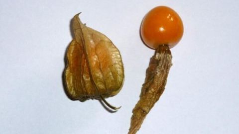 Ein Physalisfrucht liegt in ihrer Hülle daneben, bereit, in einen Lutscher für kleine Kinder verwandelt zu werden.