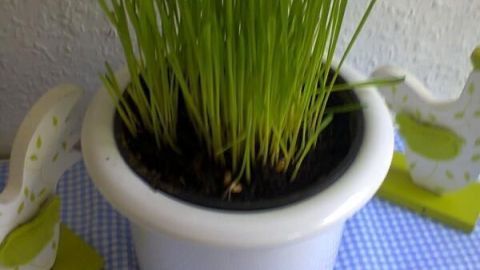 Eine weiße Blumentopf mit frischem Gras steht auf einem karierten Tisch. Erde aus Kräutertöpfen kann hier wiederverwendet werden.