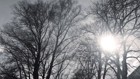 Hohe, kahle Bäume stehen im Vordergrund, während die Sonne hinter ihnen strahlt, was eine friedliche Stimmung schafft.