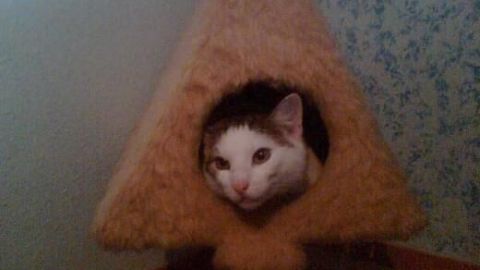 Eine Katze schaut aus einem dreieckigen, pelzigen Katzenhäuschen hervor, in einer Ecke eines Raumes mit blumiger Tapete.