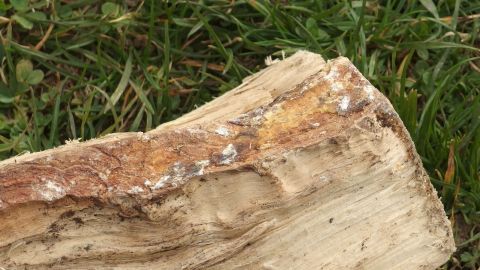 Einfaches Entfernen von Harzflecken in Kleidung mithilfe von Handwaschpaste. Ein Holzstück mit einer rauen, hellbraunen Oberfläche liegt auf grünem Gras. Es zeigt Spuren von Harz und strukturierten Jahresringen.