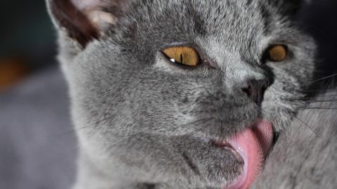 Eine graue Katze leckt sich im gemütlichen Innenraum, was ihre Pflege und Gesundheit symbolisiert, während sie sich entspannt.