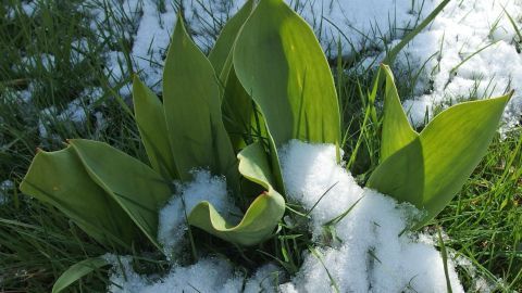 Grüne Pflanzen wachsen im Schnee, während der Winter frostige Bedingungen schafft und sie schützen muss.