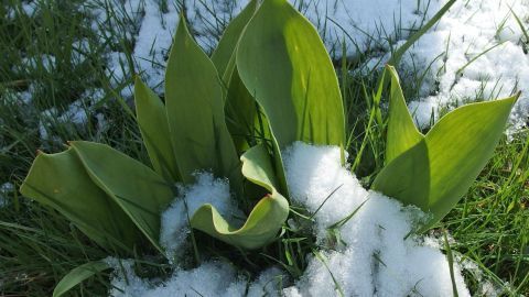 Kübel- oder Gartenpflanzen vor Kälte schützen