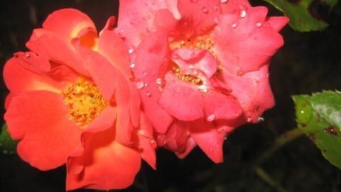 Zwei rosafarbene Rosen mit Wassertropfen blühen im Garten, umgeben von grünen Blättern im dunklen Hintergrund.