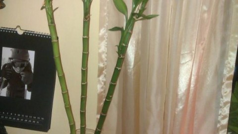Wurzeln von Bambusstäben schonen