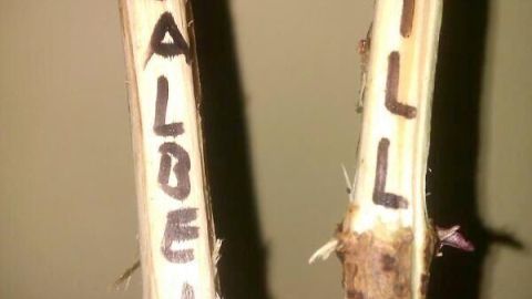 Zwei beschriftete Stöcke stehen nebeneinander, einer mit "SALBEI" und der andere mit "DILL", ideal für Kräutergarten-Beschriftung.