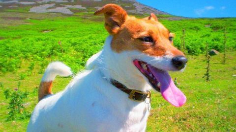 Ein fröhlicher Hund steht auf einer grünen Wiese und leckt sich die Lippen, während er die Umgebung erkundet.