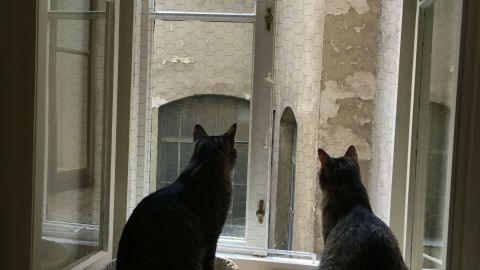 Zwei Katzen sitzen auf einer Fensterbank und schauen hinaus auf einen verlassenen Innenhof. Fenster sichern ohne Schrauben.