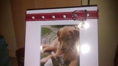 Ein Erinnerungsrahmen mit einem Foto eines Hundes und einer Katze, um ein besonderes Andenken an das Haustier zu schaffen.