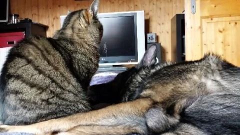 Ein Hund und eine Katze sitzen ruhig nebeneinander auf einer Decke, während ein Fernseher im Hintergrund leuchtet.