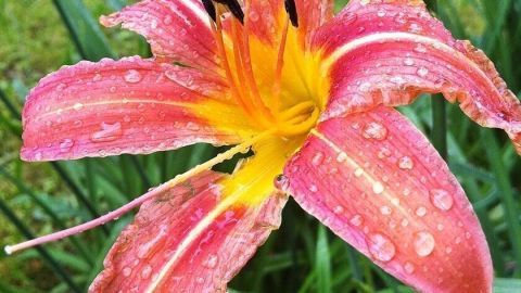 Eine rosa Lilie mit Wassertropfen blüht leuchtend und zieht Blicke in einem üppig begrünten Garten an.