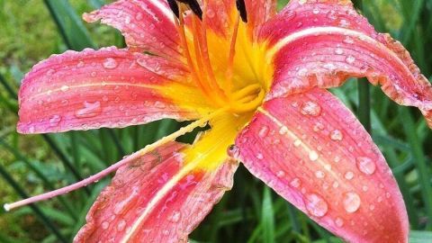 Maulwürfe umweltfreundlich mit Lilien vertreiben