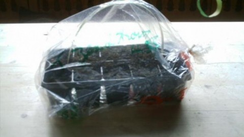 Kunststofftüten aus dem Brotregal für die Gemüseanzucht