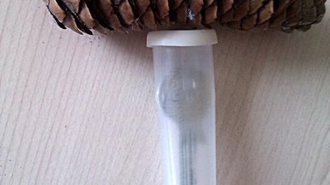 Ein großer Kiefernzapfen liegt über einem transparenten Behälter, der einen Schlüssel sicher verstaut.