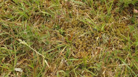 Moos wächst auf einem unebenen Rasen, der aus braunem und grünem Gras besteht, in einer sonnigen Umgebung.