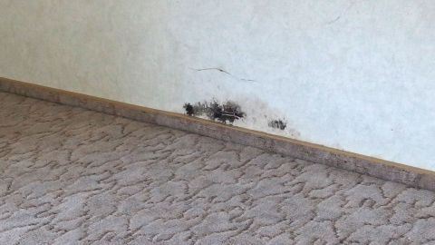 Ein Schimmelbefall ist an der Wand sichtbar, während der Teppich im Raum um die Wand herum ausgelegt ist.
