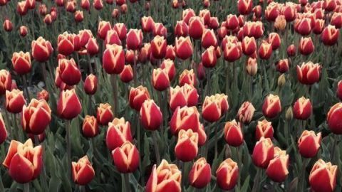 Ein Feld mit roten Tulpen blüht dicht und weitreichend in einer natürlichen, grünen Landschaft mit Hügeln im Hintergrund.