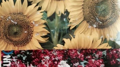Sonnenblumen blühen prächtig im oberen Teil des Bildes, darunter leuchten bunte Blumen in Rot- und Weißtönen. Text: "JUNI".