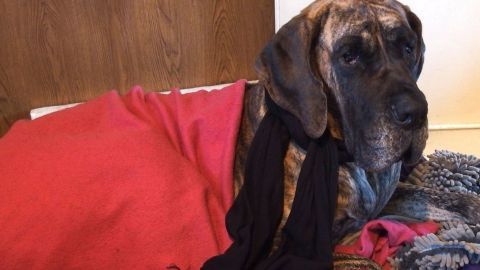 Ein Hund liegt gemütlich in einer Decke gehüllt auf einem weichen Untergrund und schaut aufmerksam in die Kamera.