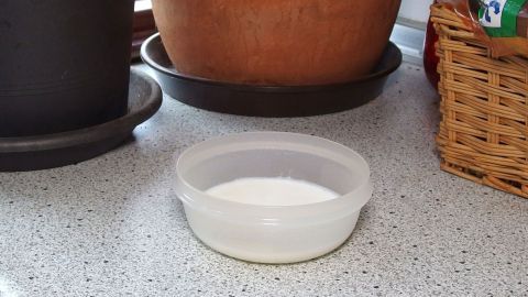 Gegen unangenehme Gerüche in der Wohnung hilft heißer Milchdampf Eine Schüssel mit heißer Milch steht auf einer Küchenplatte, umgeben von Pflanzen und einem Korb, um Gerüche zu neutralisieren.