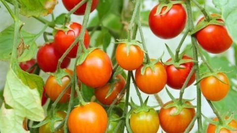Tomaten hängen reif und rot an grünen Stängeln, umgeben von Blättern in einem Garten.