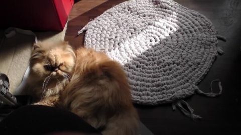 Eine Katze liegt entspannt auf einem handgefertigten Teppich aus Bettwäsche, umgeben von natürlichem Licht.