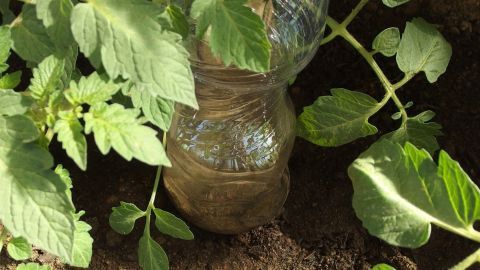 Eine Plastikflasche dient zur Bewässerung in der Erde nahe einer Tomatenpflanze, um diese effizient mit Wasser zu versorgen.