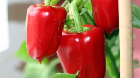 Rote Paprika hängen reif am Strauch, umgeben von grünen Blättern und Holzstab zur Stütze in einem Garten.