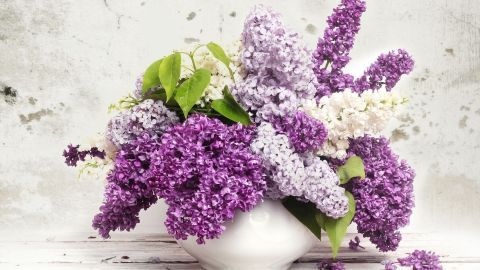 Bunte Fliederblüten in einer weißen Vase stehen dekorativ auf einem rustikalen Tisch vor einer neutralen Wand.
