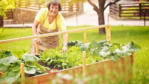 Eine ältere Frau gärtnern mit einem Hochbeet voller Gemüse im sonnigen Garten, umgeben von einem gepflegten Rasen und Bäumen.