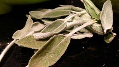 Mit diesen frischen Salbeiblättern gelingt Dir knusprig-frittierter Salbei als ungewöhnlicher und aromatischer Snack.