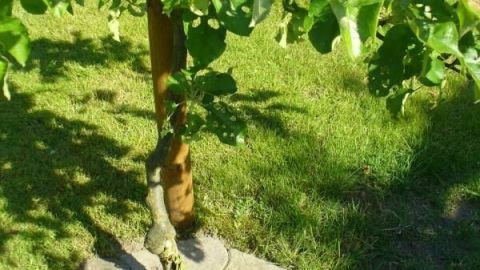 Ein junger Baum mit üppigem Laub steht in einem mit Steinen umrandeten Erdbeet, das bewässert wird.
