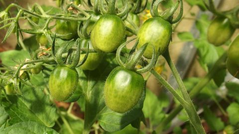 Grüne Tomaten wachsen an einer Pflanzenranke, die in einem sonnigen Garten umgeben ist, während sie weitere Pflege benötigen.