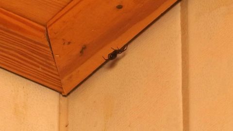 Spinnen mit einer leeren Flasche durch Erzeugen von Unterdruck entfernen. Eine Spinne sitzt in der oberen Ecke eines Raumes an der Holzverkleidung, während der Kontext eine Holzdecke zeigt.