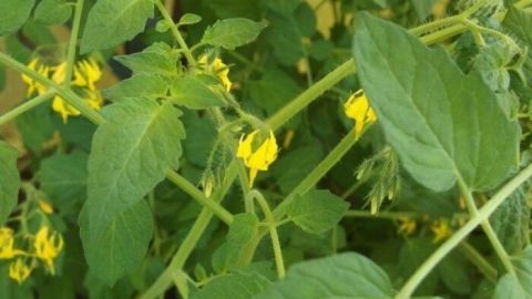 Tomatenpflanzen mit leuchtend gelben Blüten wachsen üppig im grünen Gewächshaus, bereit für die Fruchtbildung.