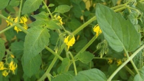 Tomatenpflanzen schützen